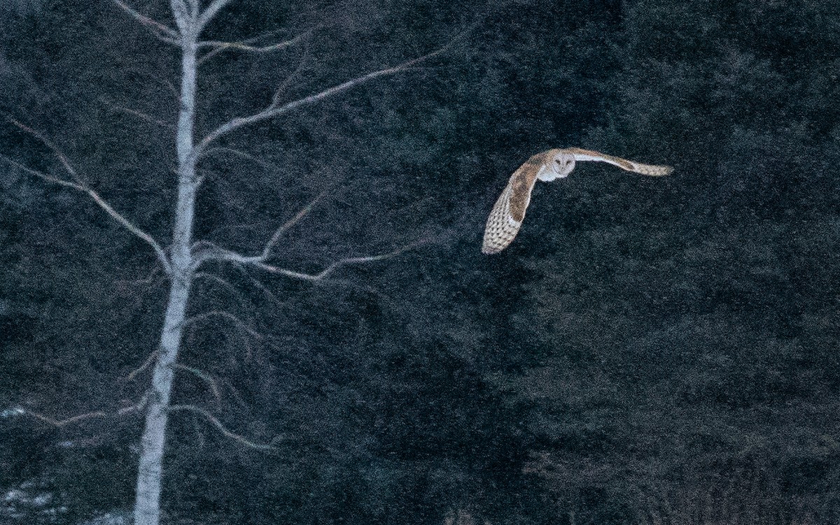 Barn Owl - Becca Engdahl