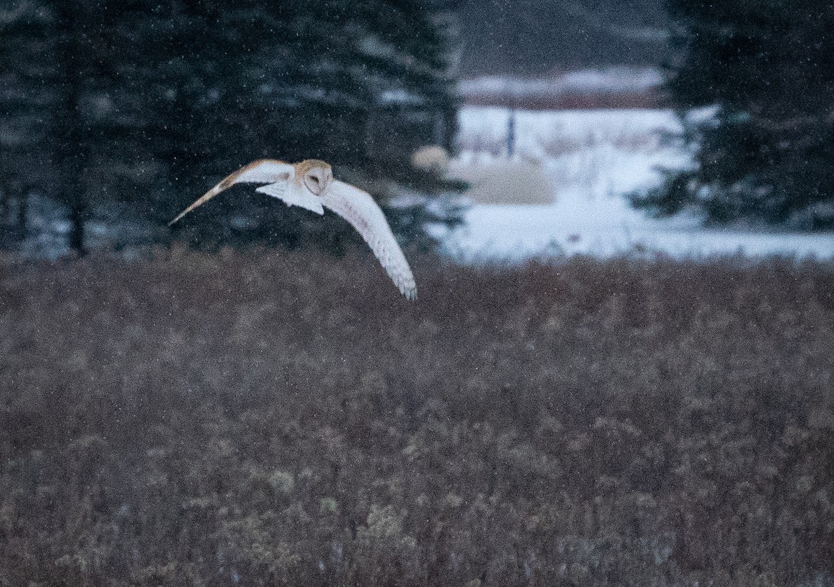 Barn Owl - Becca Engdahl