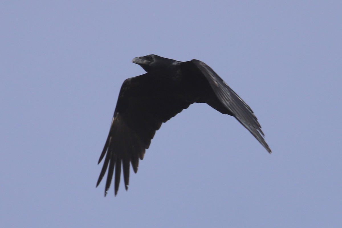 Chihuahuan Raven - ML198960751