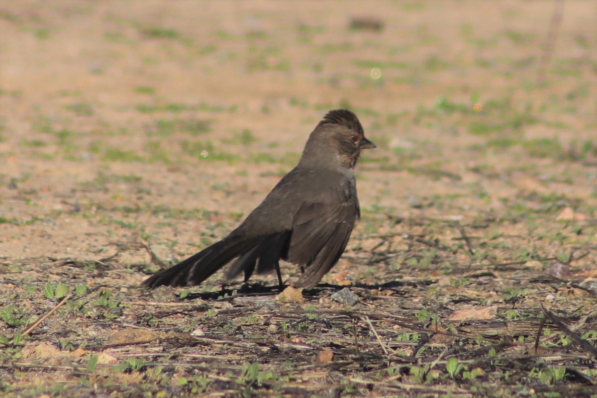 California Towhee - ML198960971