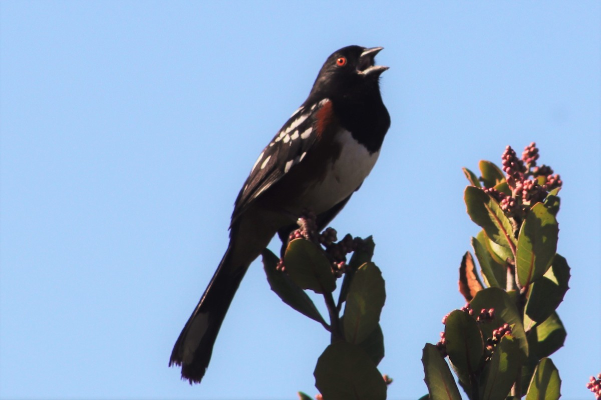 Spotted Towhee - ML198961081