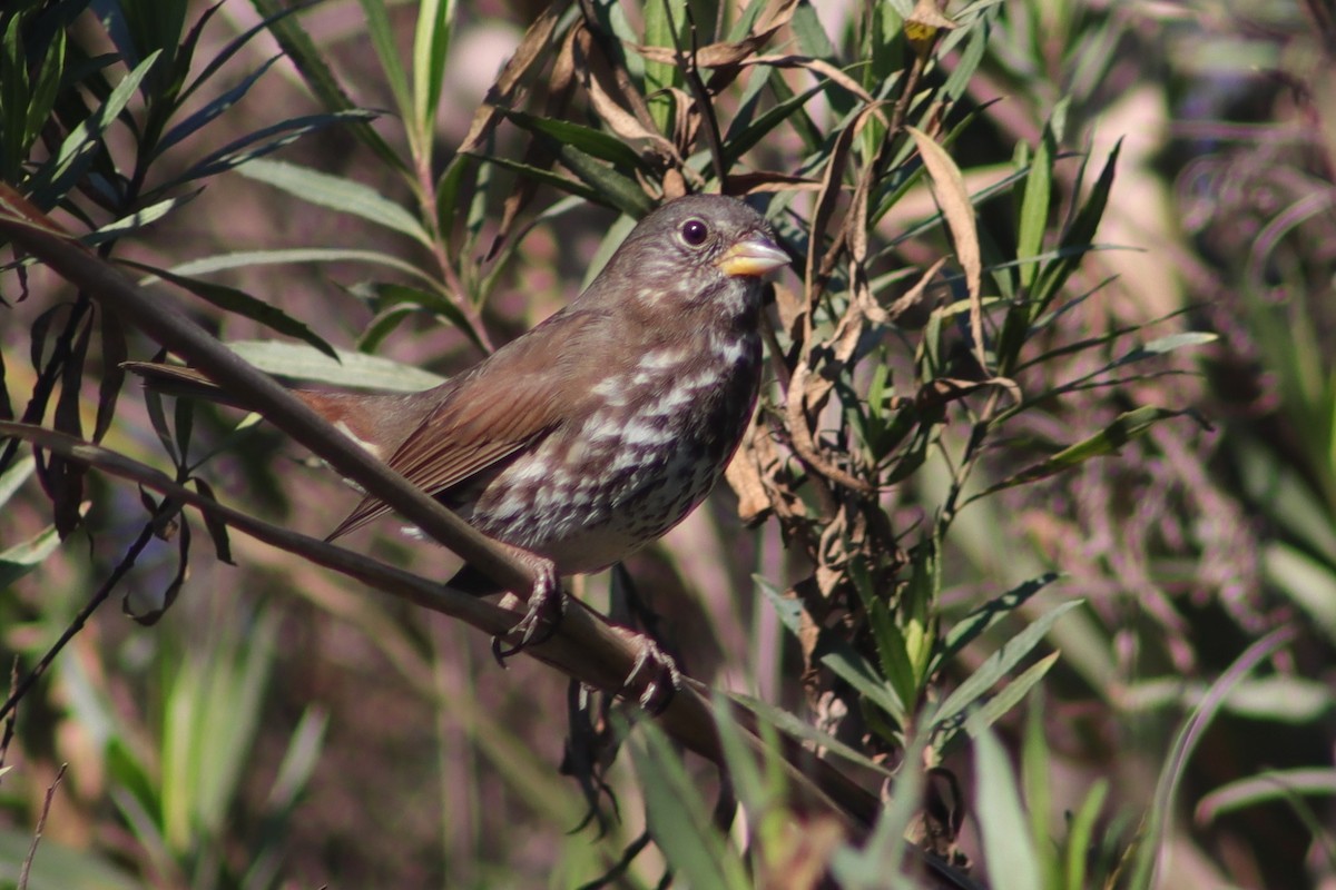 Fox Sparrow - ML198961421