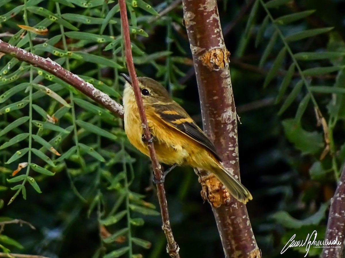 Rufescent Flycatcher - ML198961901