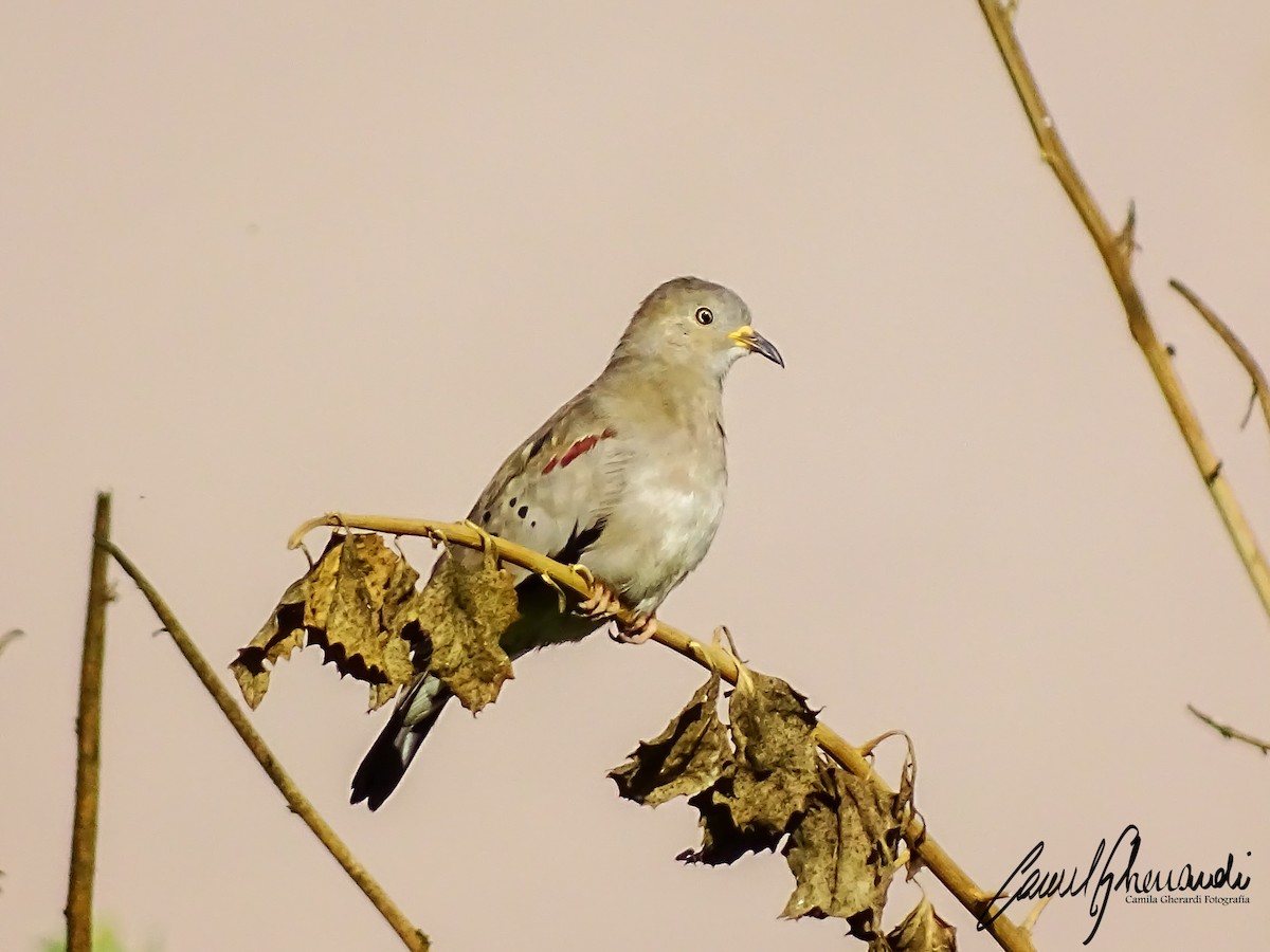 Croaking Ground Dove - ML198961911