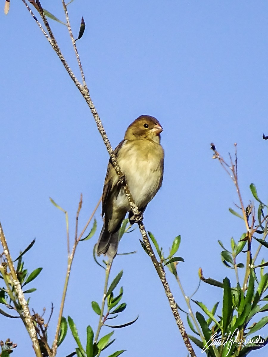Chestnut-throated Seedeater - ML198961931