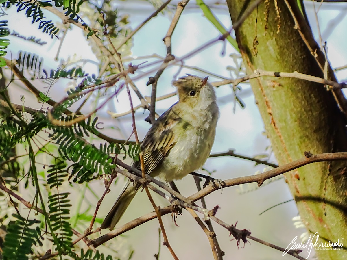 White-crested Elaenia - ML198961951