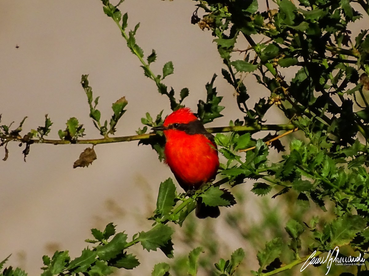 Vermilion Flycatcher - ML198962031