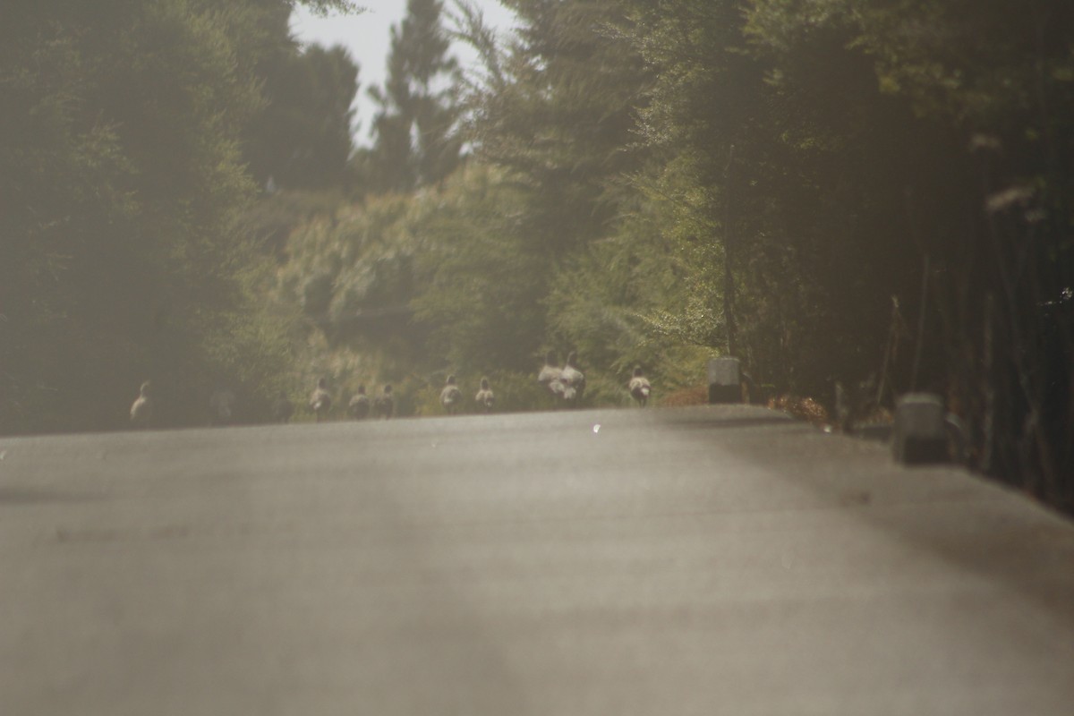 California Quail - ML198962901