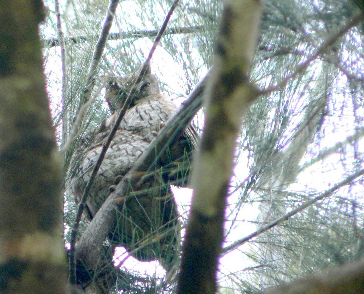 Koepcke's Screech-Owl - ML198963271