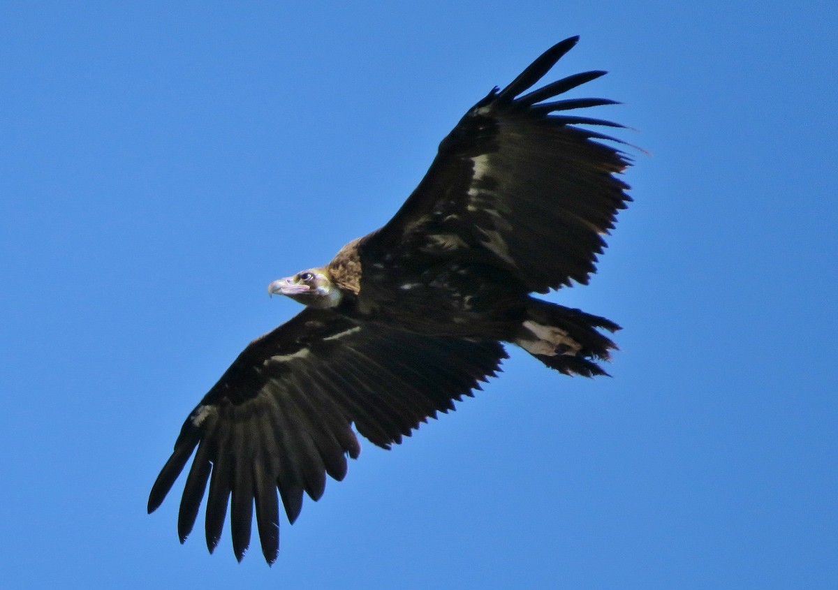 Cinereous Vulture - ML198963301