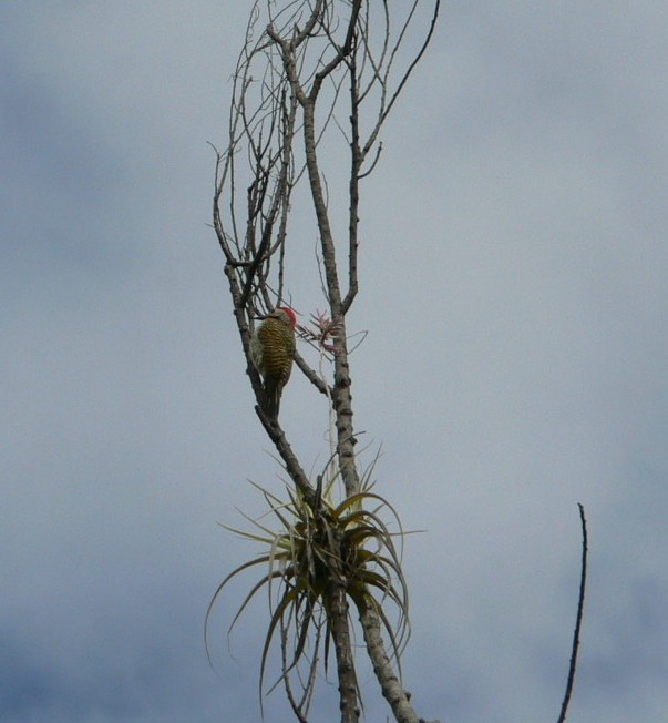 Black-necked Woodpecker - ML198963411