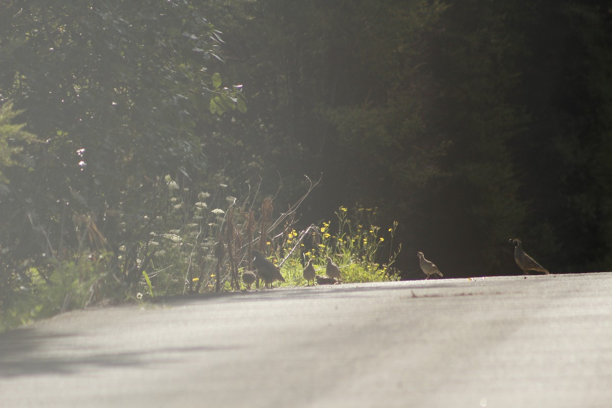 California Quail - ML198963431