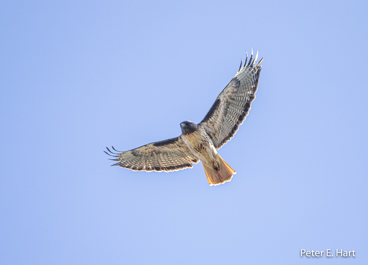 Red-tailed Hawk - ML198963451