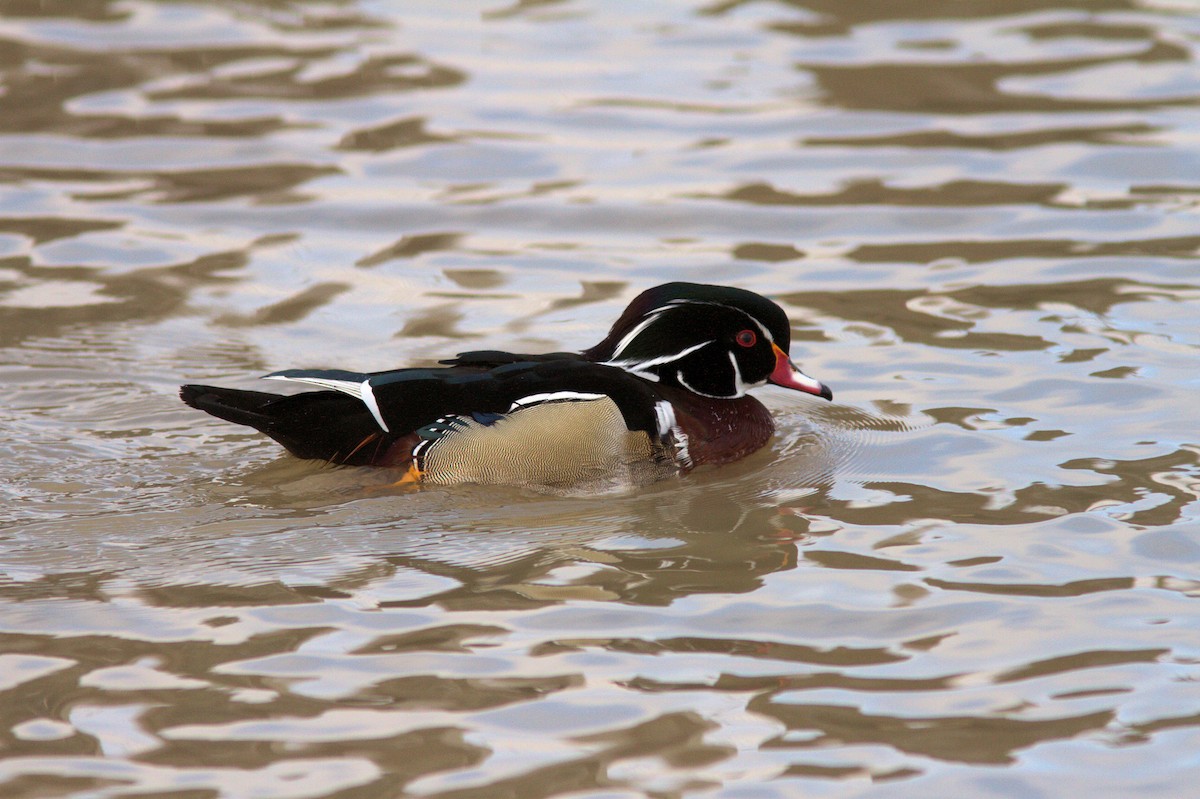 Wood Duck - ML198963501