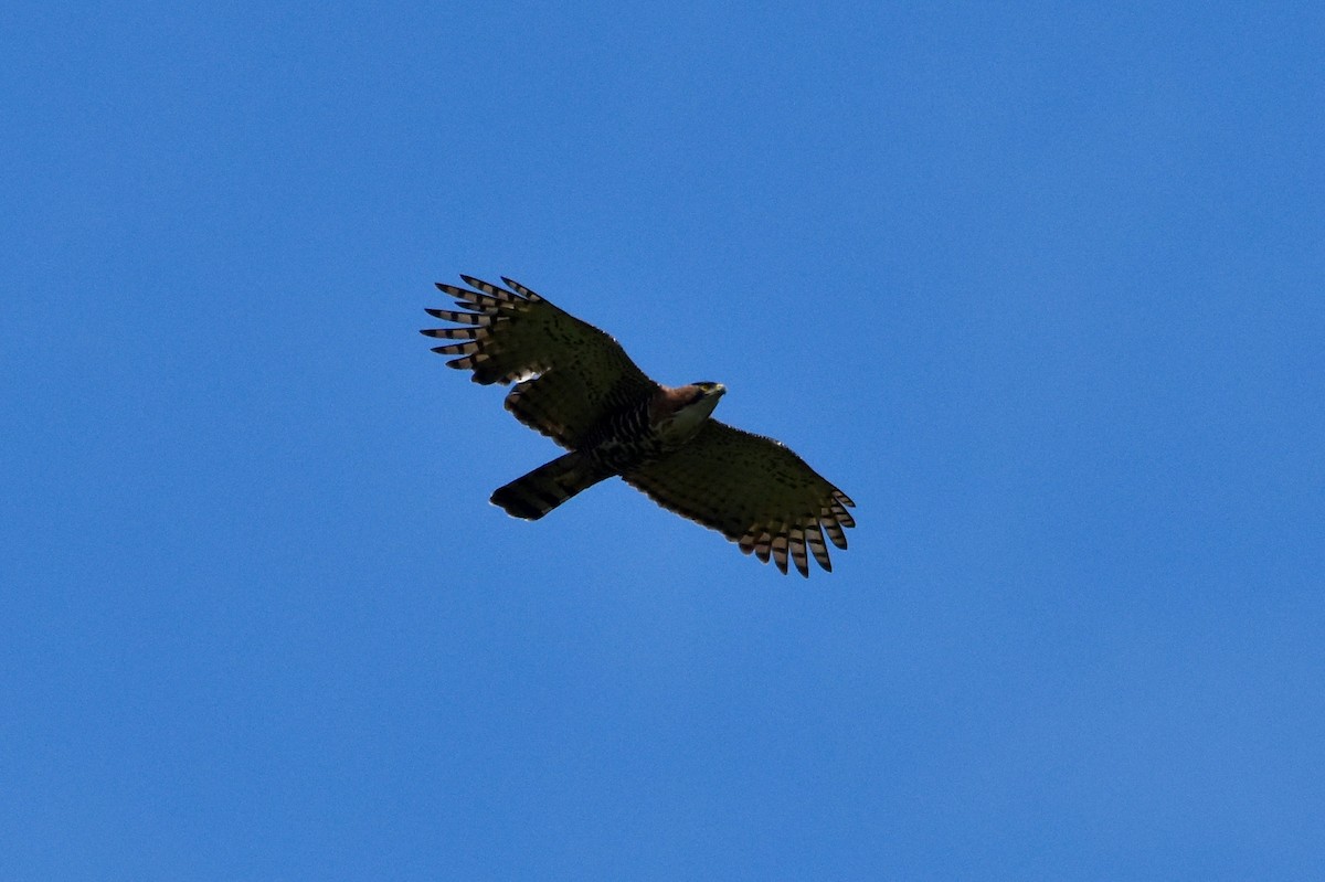 Águila Galana - ML198964091