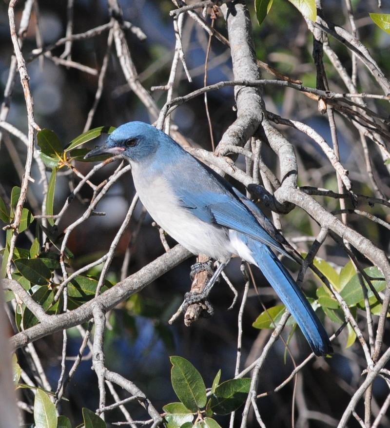 Mexican Jay - ML198965011