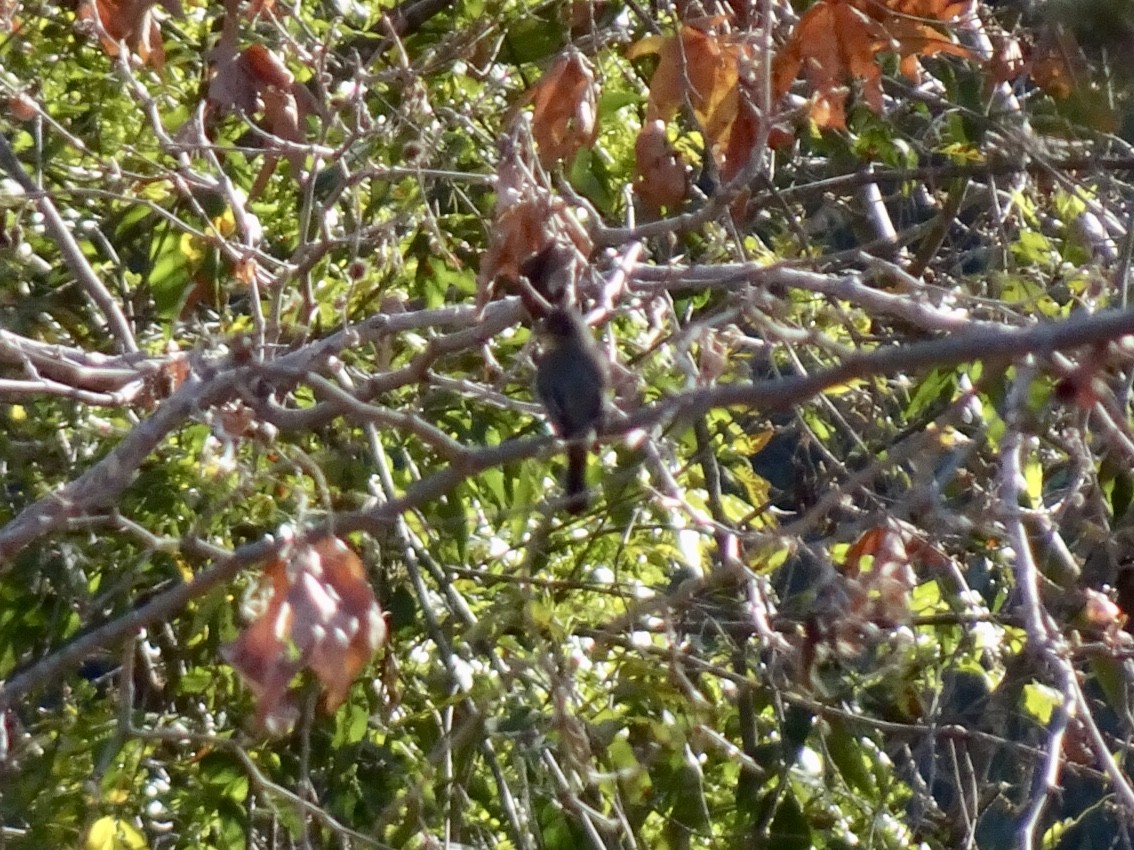 Greater Pewee - ML198965511