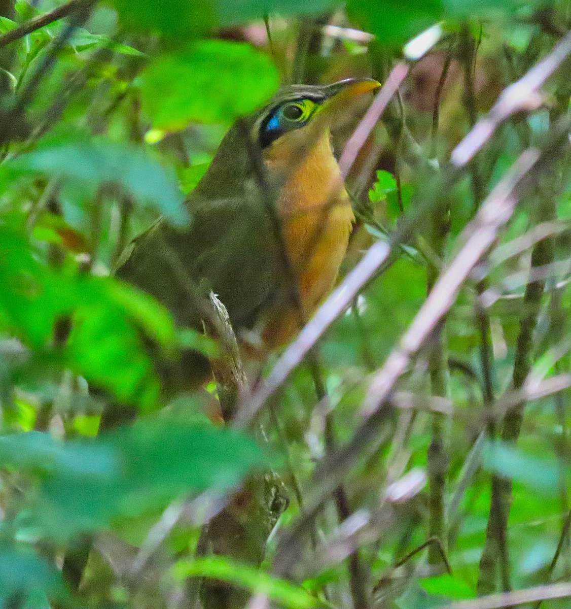 Lesser Ground-Cuckoo - Denilson  Ordoñez