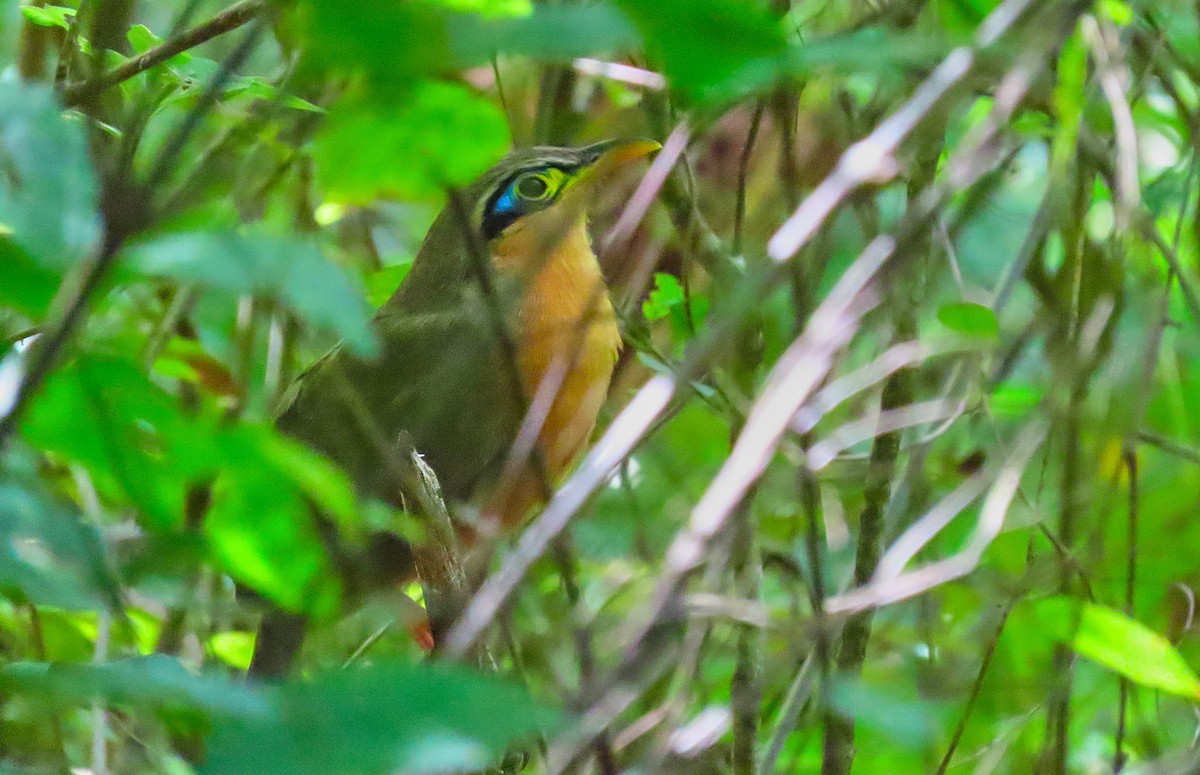 Lesser Ground-Cuckoo - ML198966071