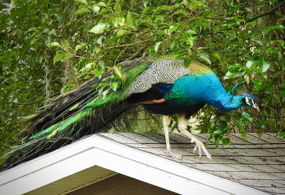 Indian Peafowl - ML198968021