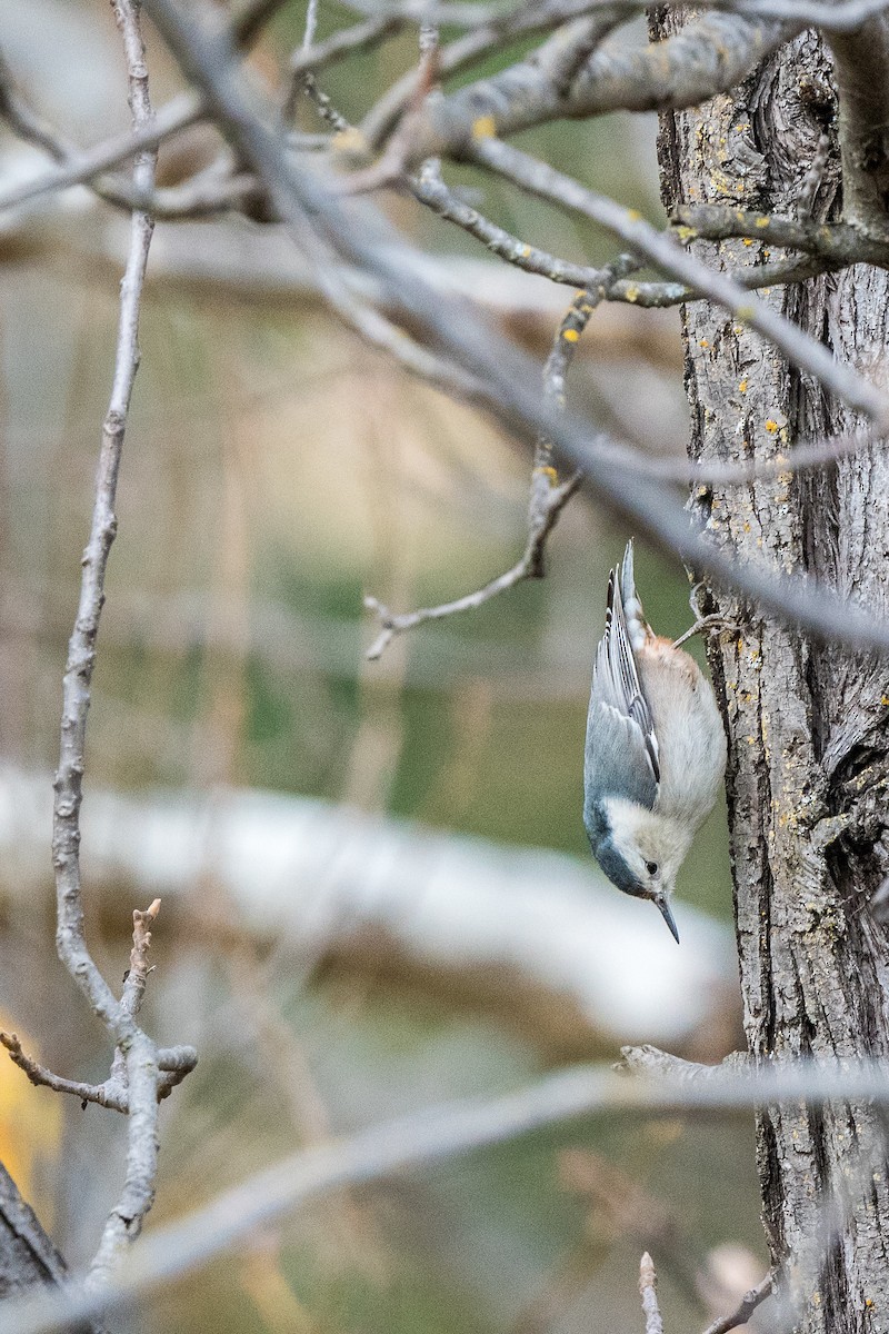 White-breasted Nuthatch - ML198968111