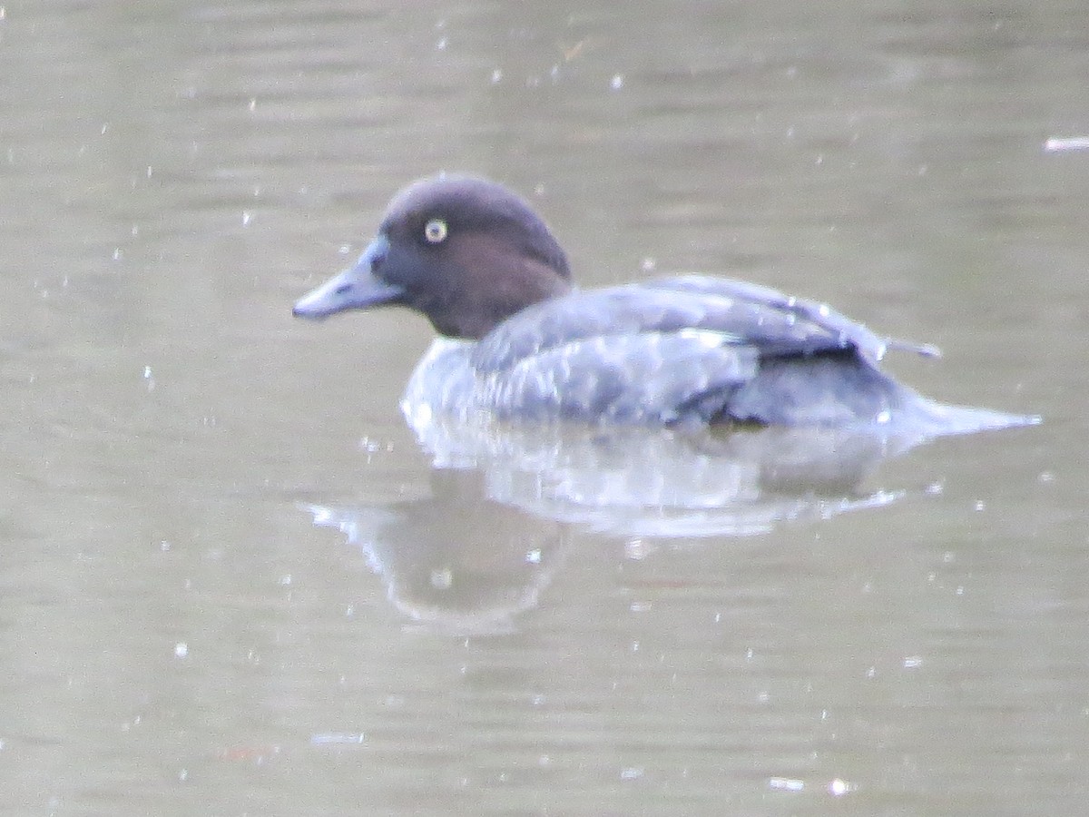 Common Goldeneye - ML198968131