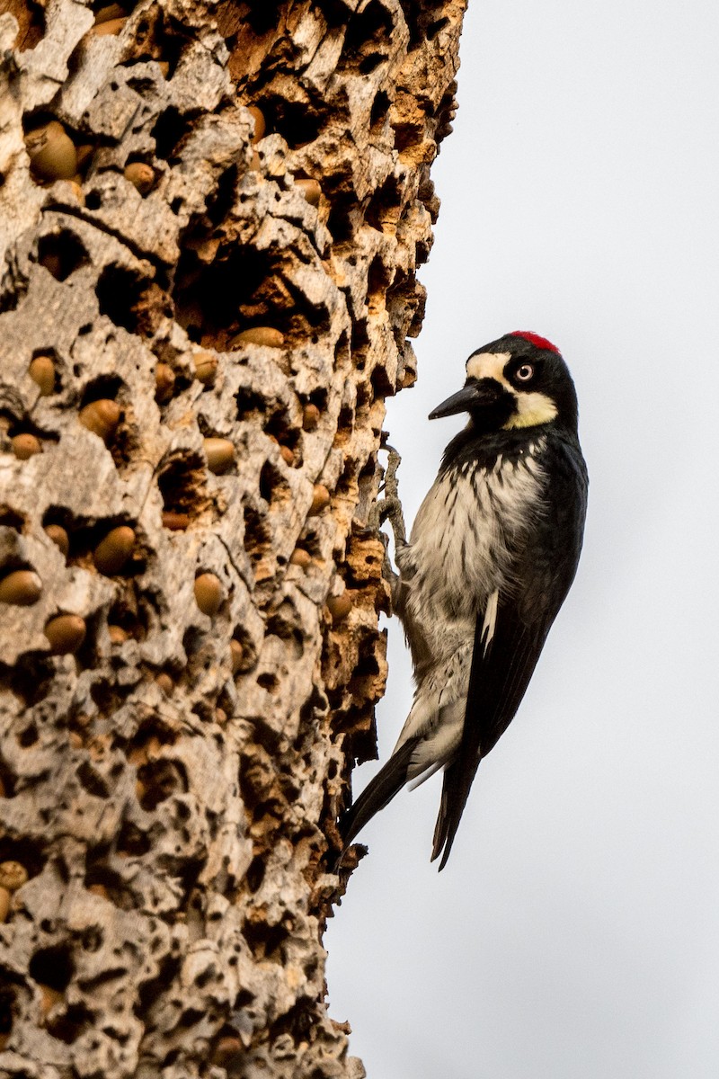 Acorn Woodpecker - ML198968141