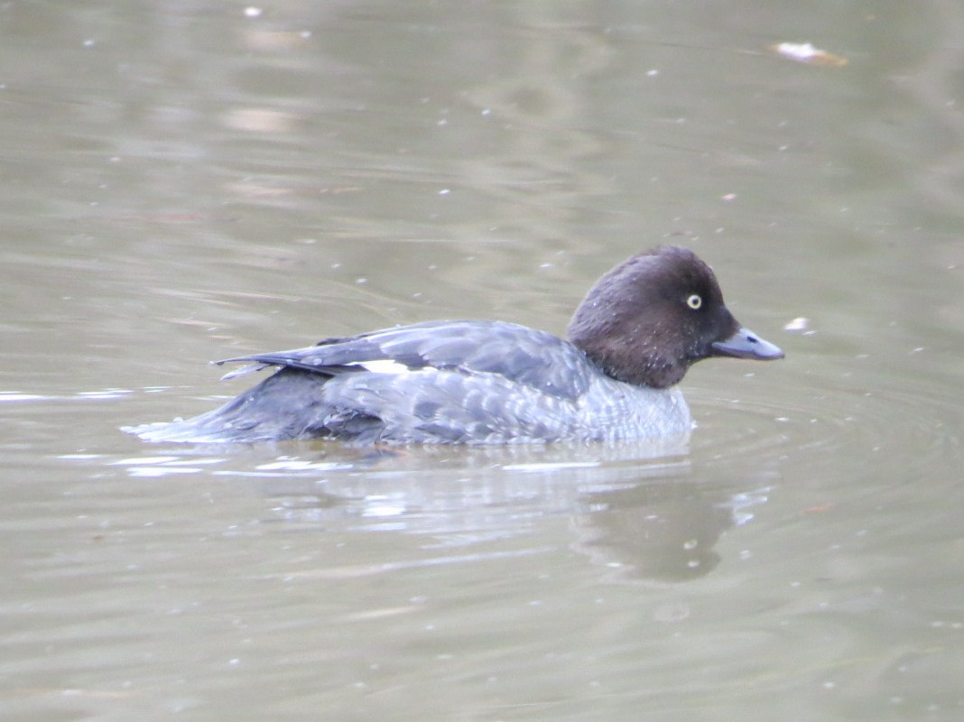 Common Goldeneye - ML198968161