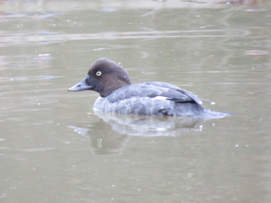 Common Goldeneye - ML198968181