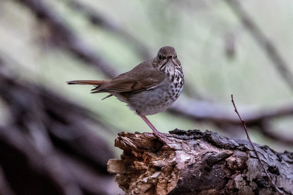 Hermit Thrush - ML198968191