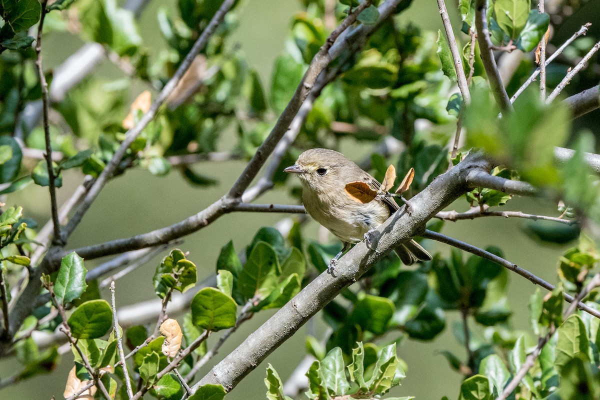 Hutton's Vireo - Patrick Coughlin