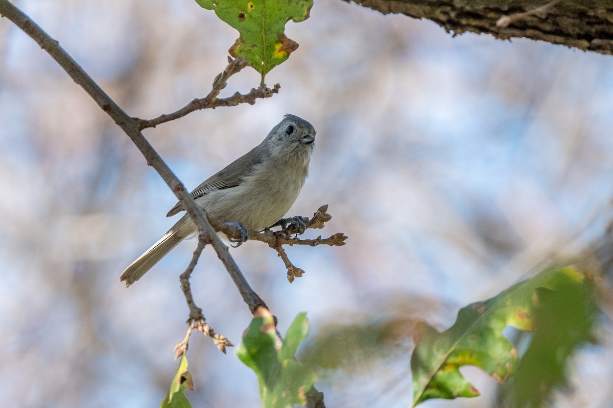 Oak Titmouse - ML198968401