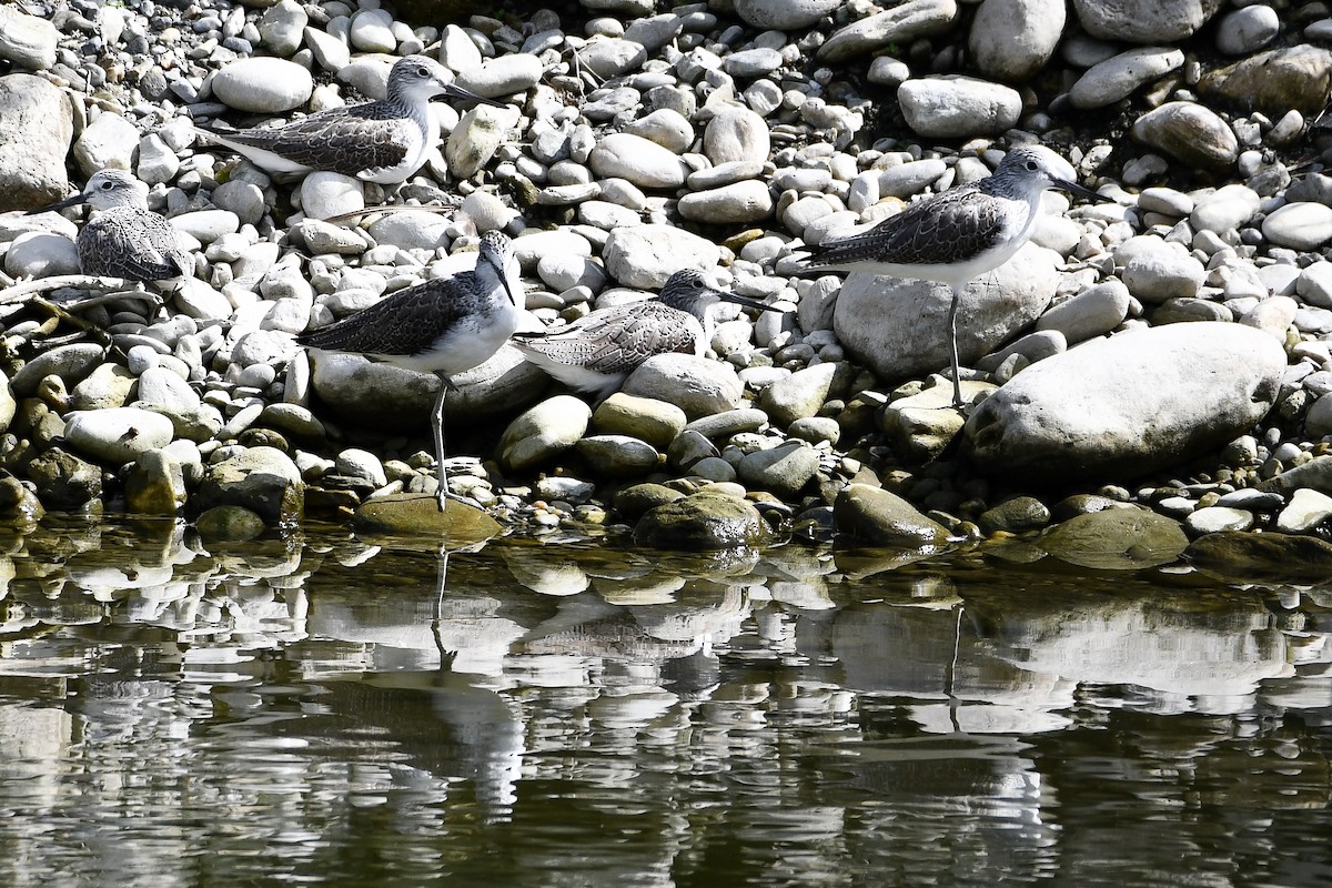 Common Greenshank - ML198968661