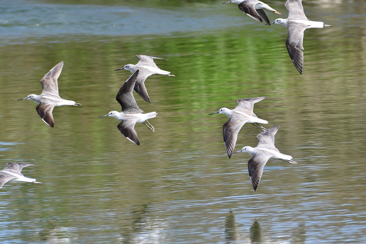 Common Greenshank - ML198968791