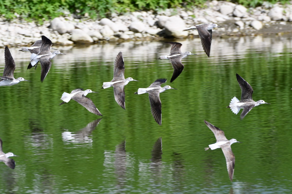 Common Greenshank - ML198968851