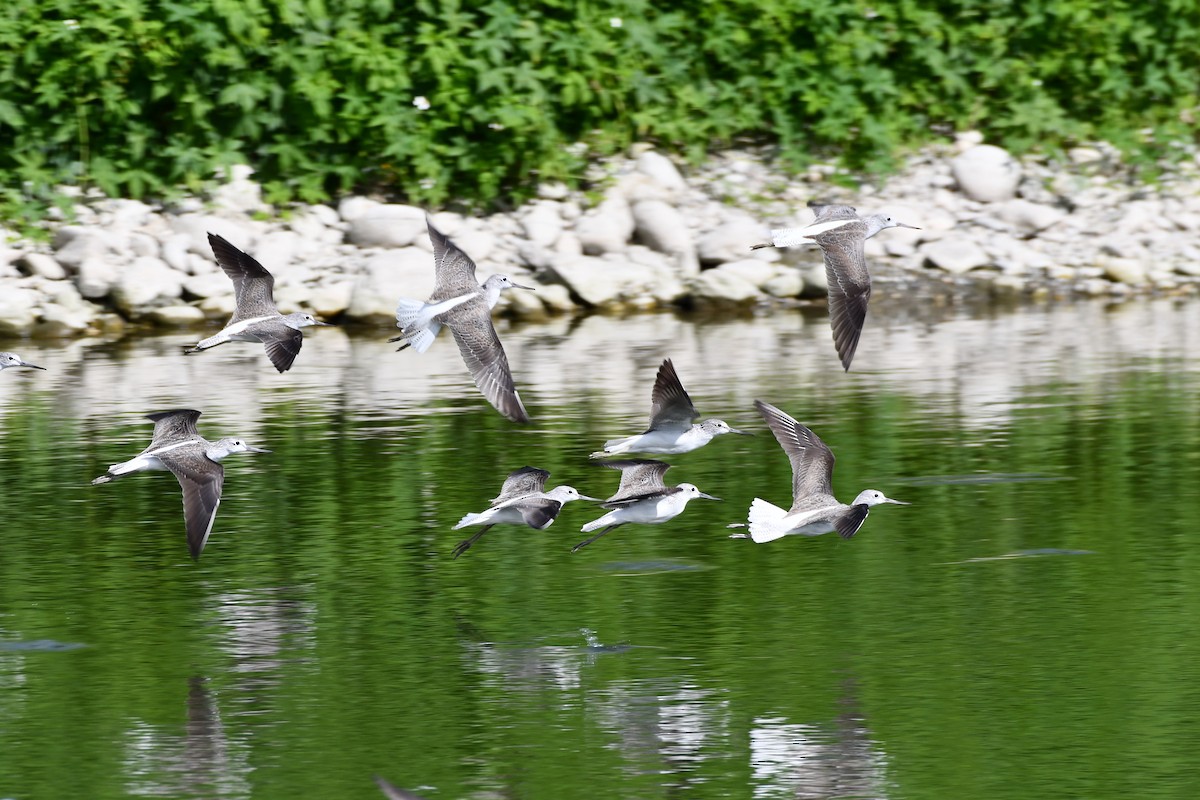 Common Greenshank - ML198968881