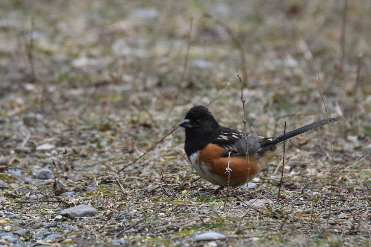 Spotted Towhee - ML198968961