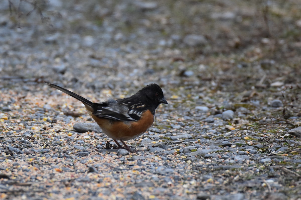 Spotted Towhee - ML198968971