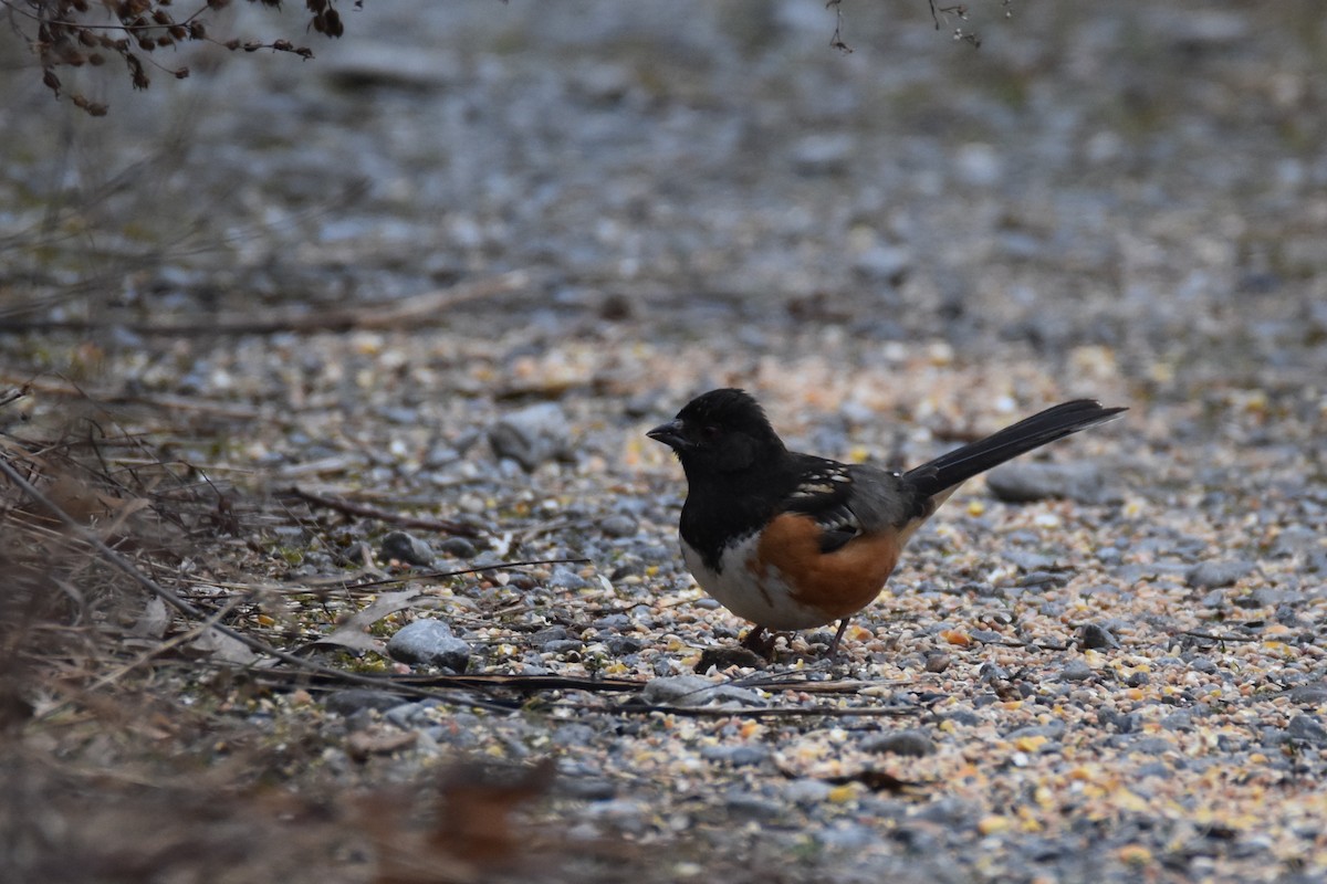 Spotted Towhee - ML198968981