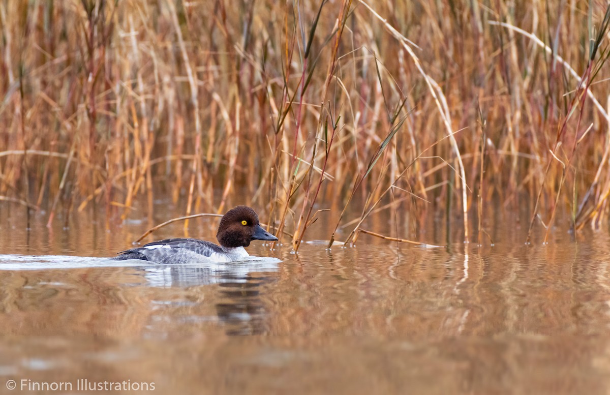 Common Goldeneye - ML198969081