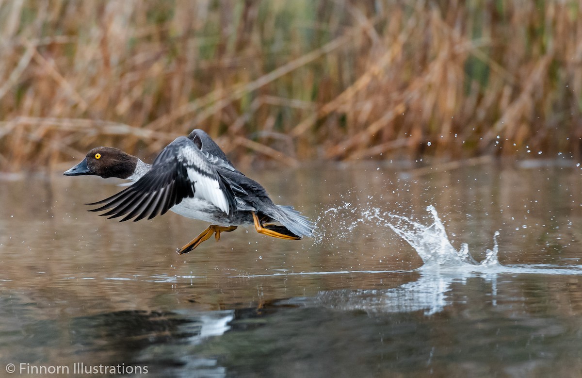 Common Goldeneye - ML198969091