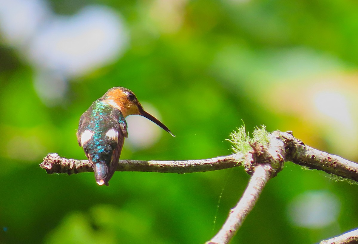 Sparkling-tailed Hummingbird - Denilson  Ordoñez