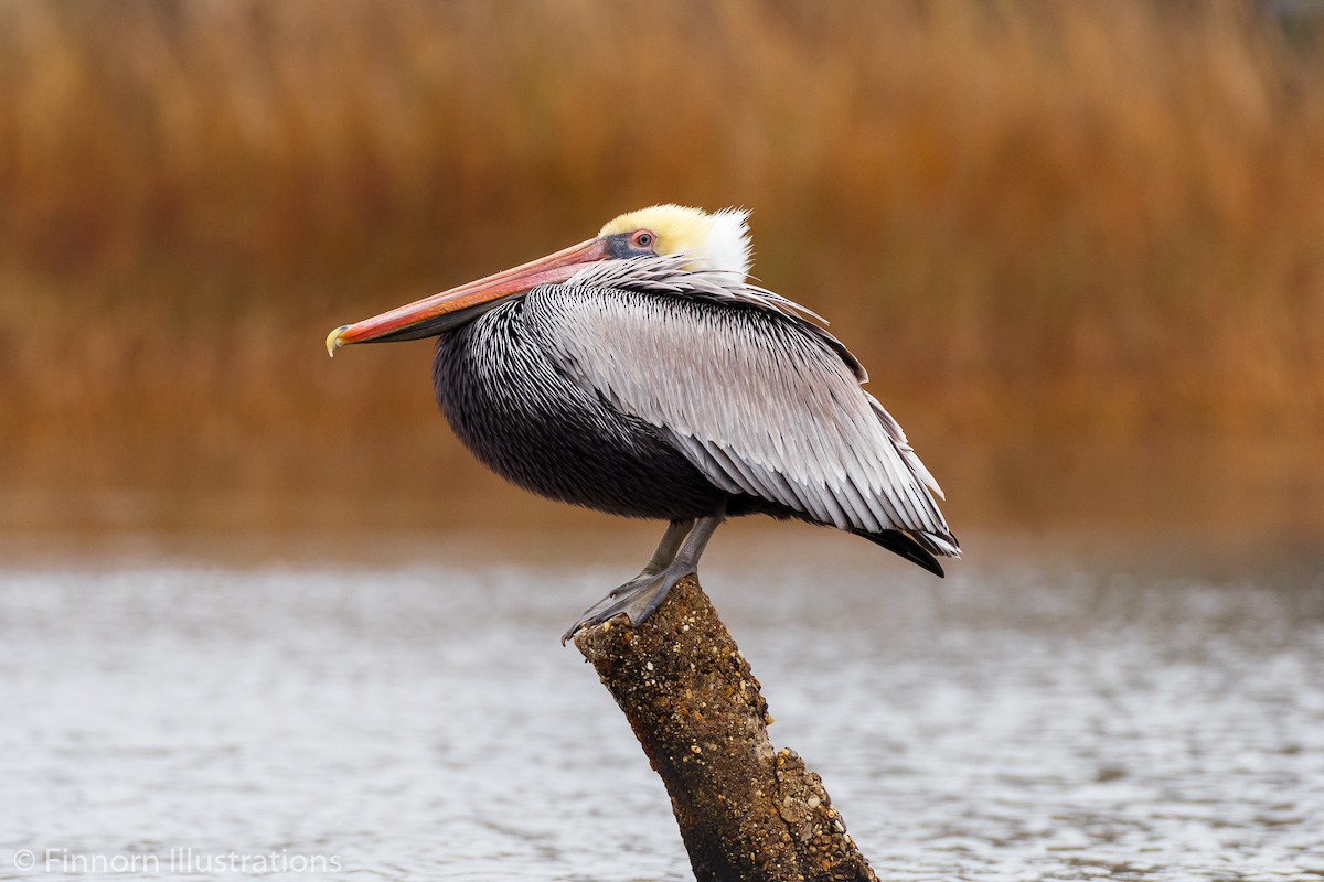 Brown Pelican - ML198969341