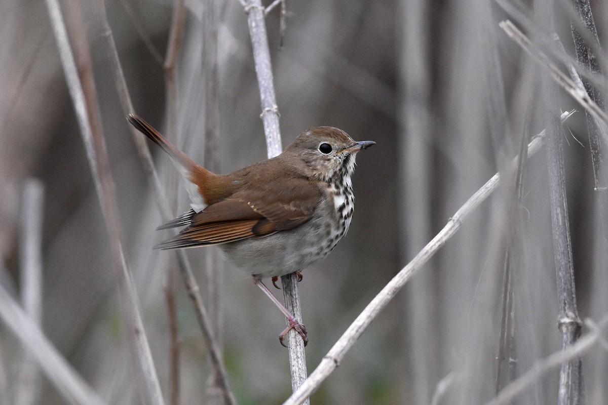 Hermit Thrush - ML198969841