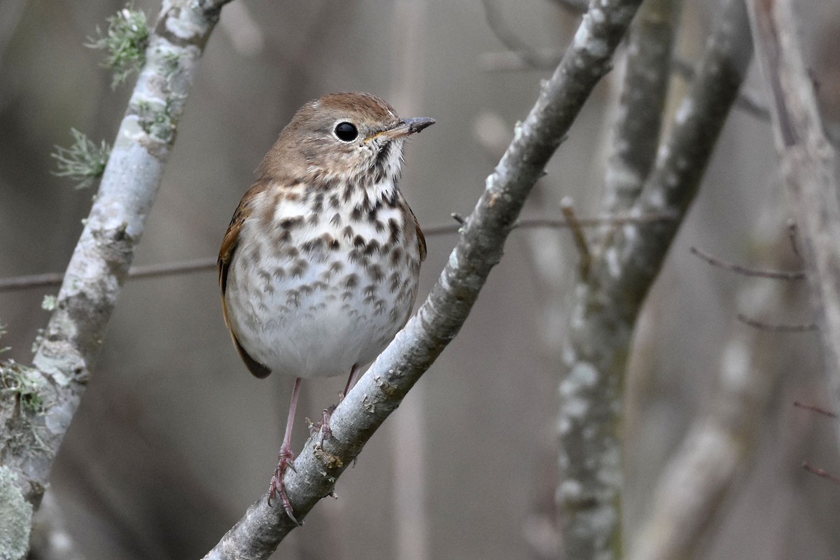 Hermit Thrush - ML198969871