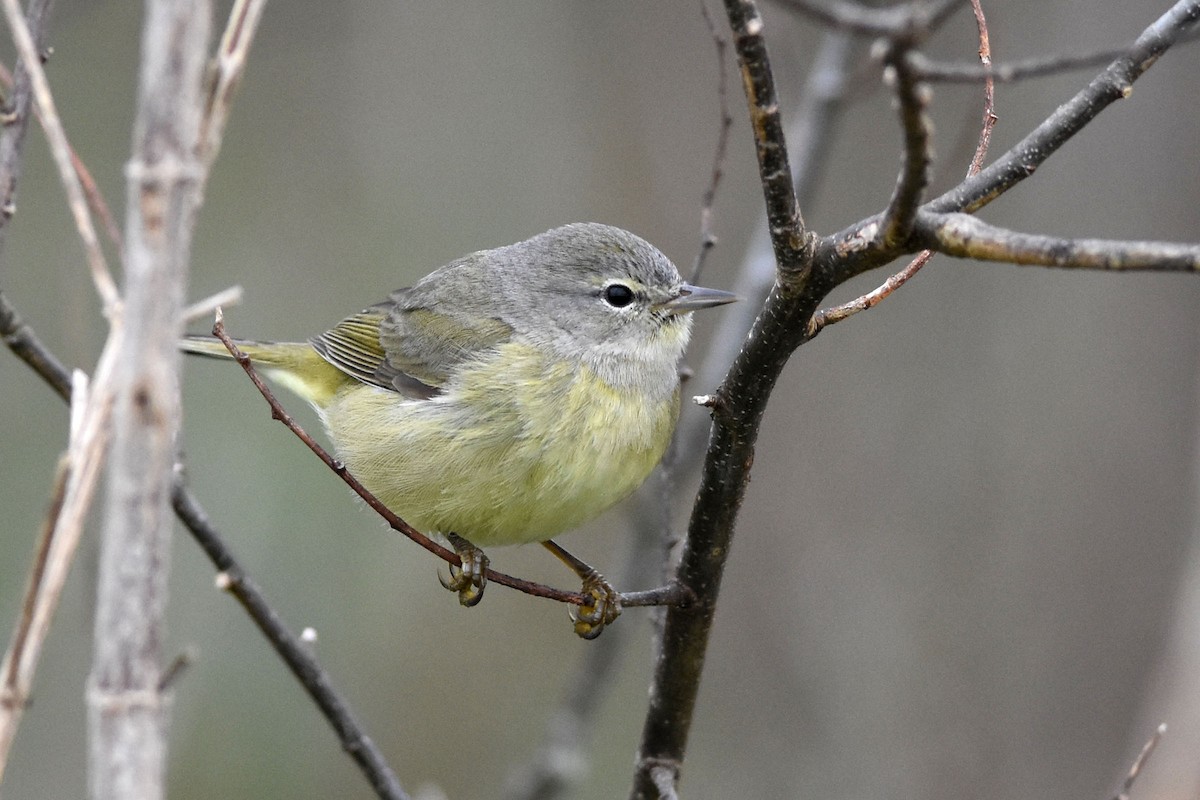 Orange-crowned Warbler - ML198969951