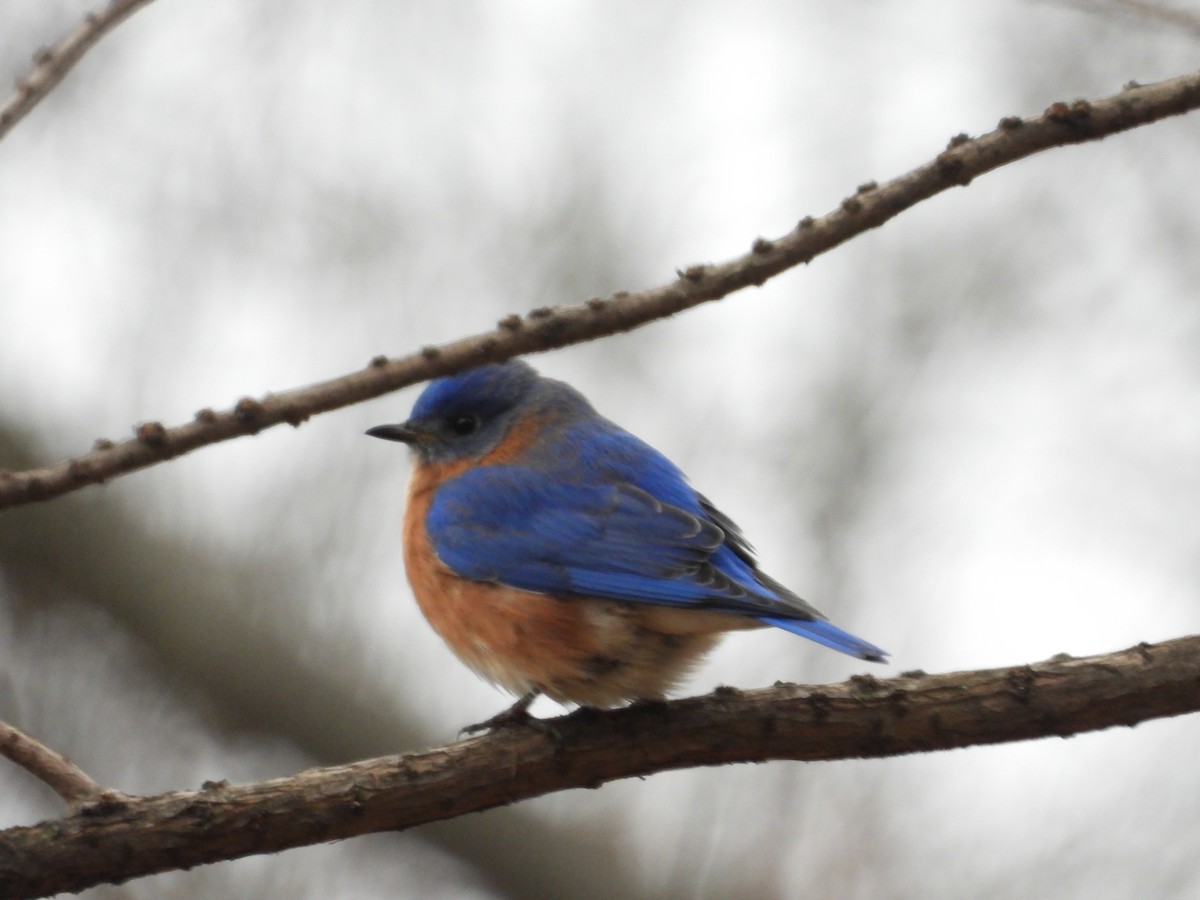 Eastern Bluebird - ML198970641