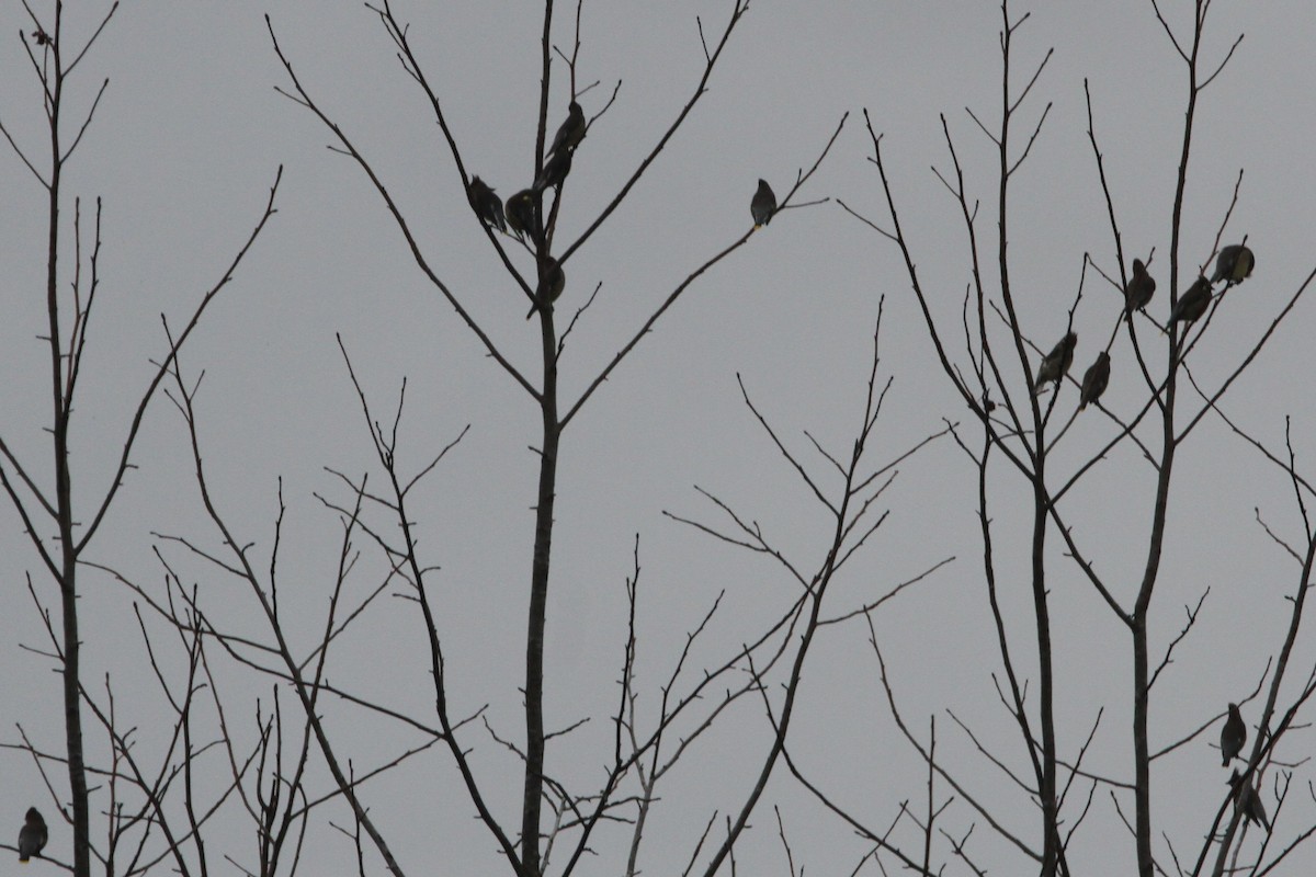 Cedar Waxwing - ML198970891