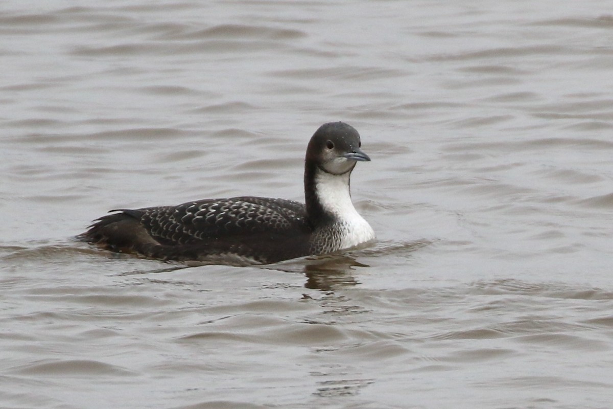 Pacific Loon - Holly Cox