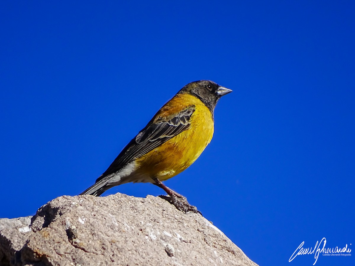 Black-hooded Sierra Finch - ML198971741